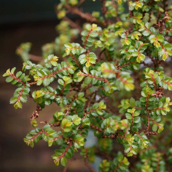 Ulmus parvifolia n°076 – Image 8