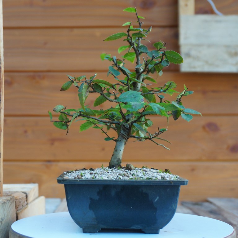 Achetez maintenant une plante d'intérieur Bonsaï Zelkova du Japon en forme  de S avec cache-pot bleu