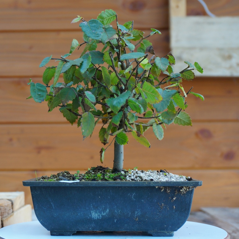 Bonsaïs, Or brun Terreau Bonsai 4L 4L