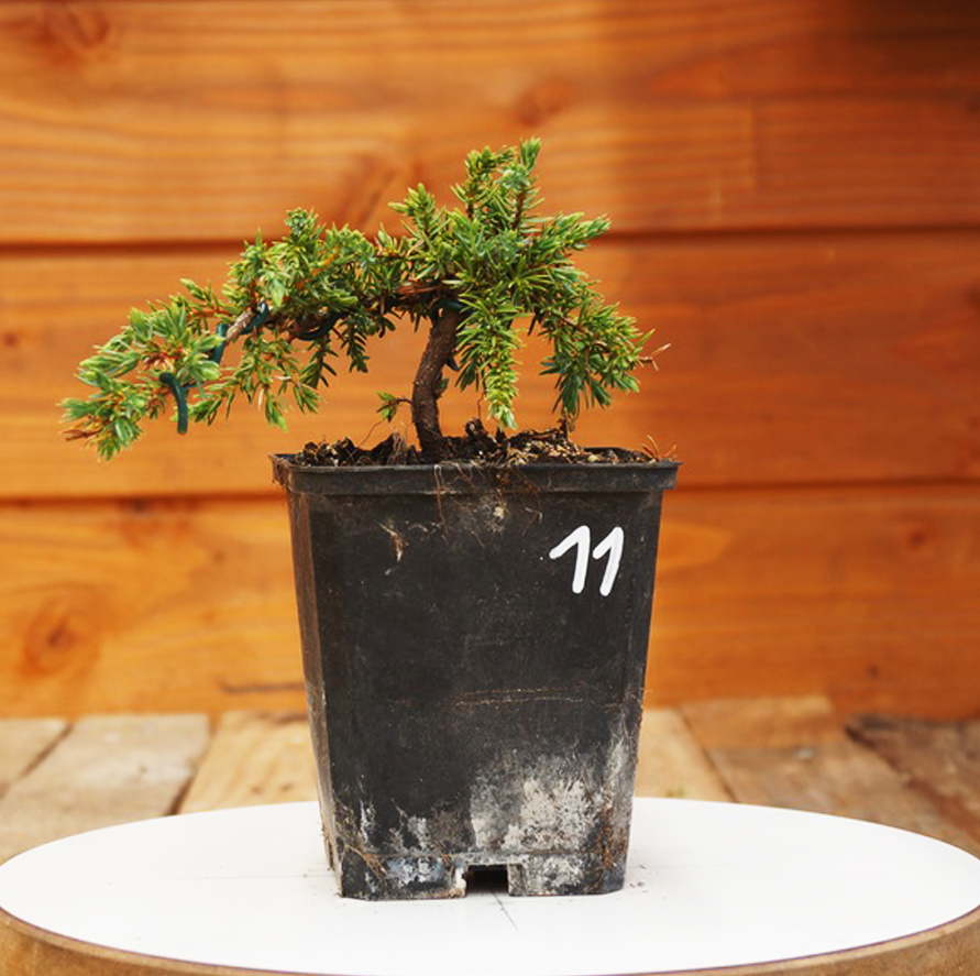 Engrais et fertilisation - Bonsai Shohin