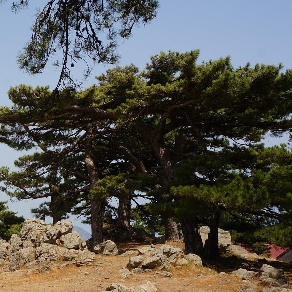 Pinus Nigra 'Corsicana' - Pin Laricio De Corse - Arboreus